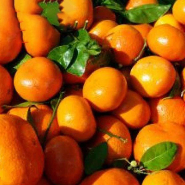 Pakistani mandarin orange Citrus fruit for Russia & Bangladesh & Indonesia & Malaysia market