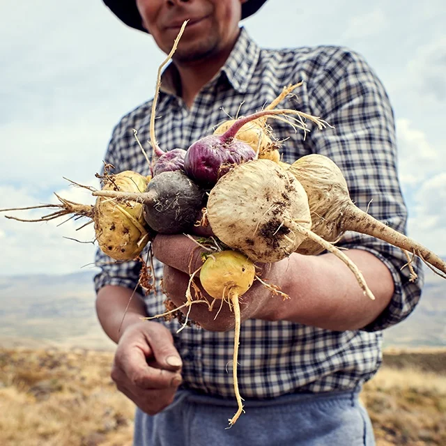 High Quality Peruvian Maca Root Powder at Wholesale Rate