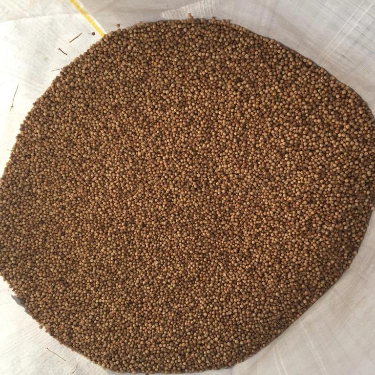 High Quality Coriander from Argentina