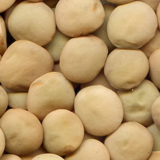 Boomer - Australian Green Lentils