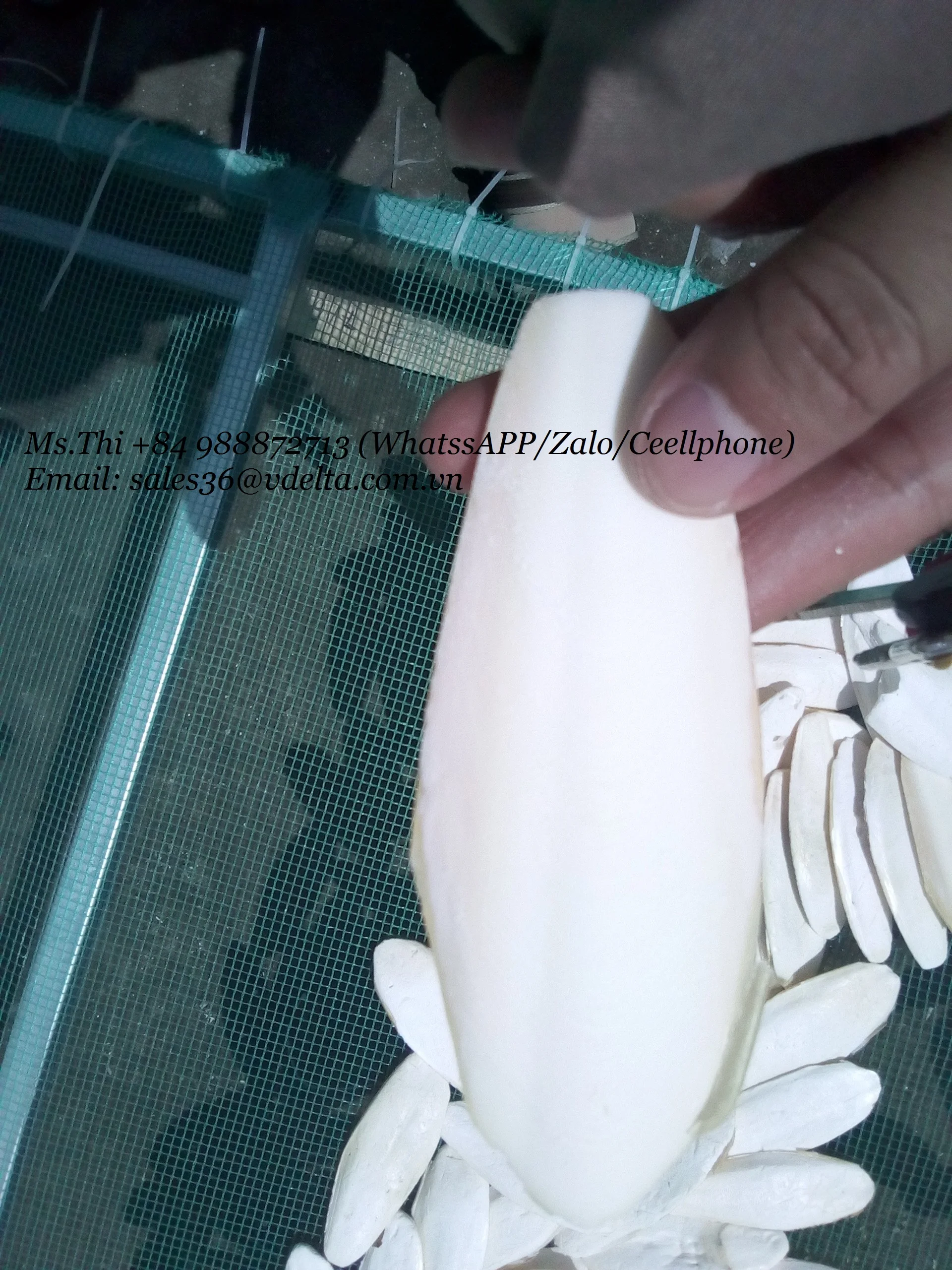 
DRIED CUTTLE FISH BONE/ SEAFOOD WITH THE BEST PRICE/Ms.Thi Nguyen +84 988872713 