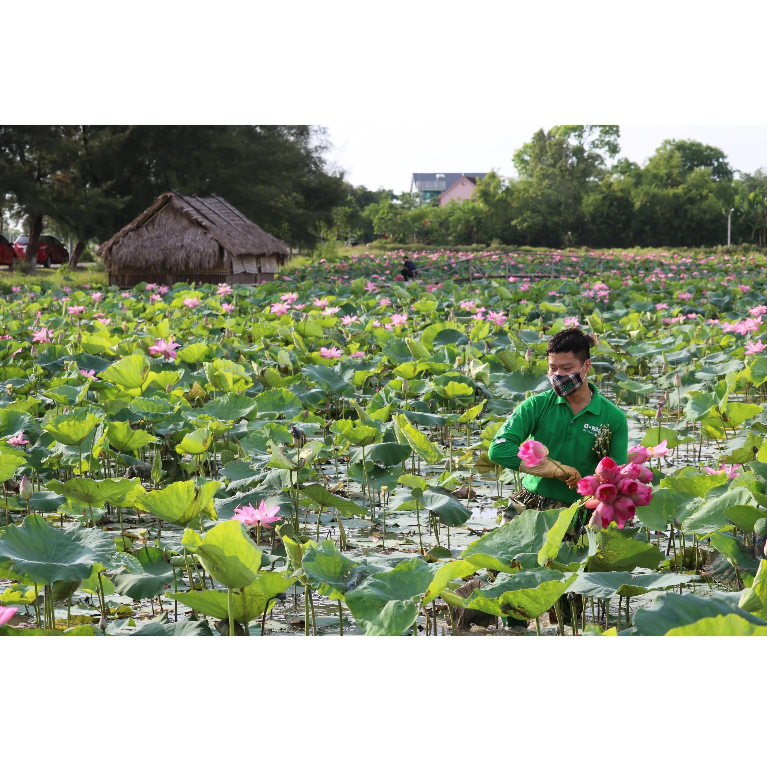 Wholesale Natural Healthy and Nutritious Flower Seeds White Fatty Tasty Fresh Peeled Lotus Seeds For Food/Cook From Vietnam
