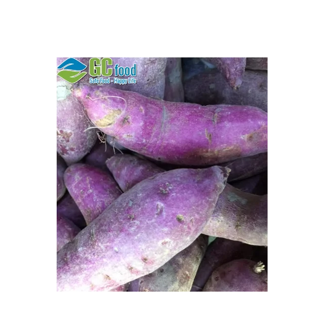 (GC Food) свежий картофель-100% зрелый Урожай-LC/TT по лучшей цене для оптовой продажи