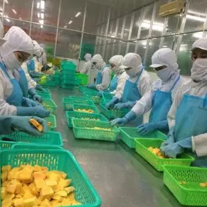 
Wholesale frozen Mango dices best quality / IQF frozen mango halves/chunk dice Vietnam hot sale 2020 