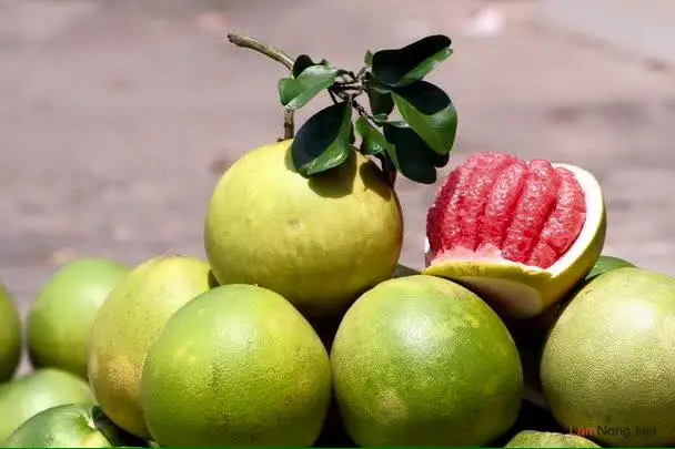 Top Fresh pomelo (class 1) - Green skin pomelo - Organic Fresh Green Pomelo ,Citrus fruit VietNam