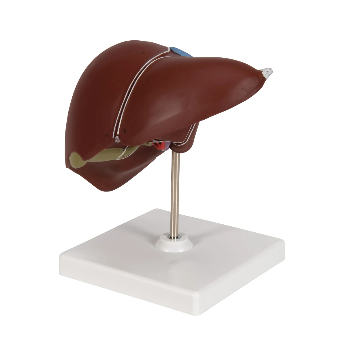 Human Liver With Gall Bladder Laboratory or Teaching Biology human anatomy model Radical