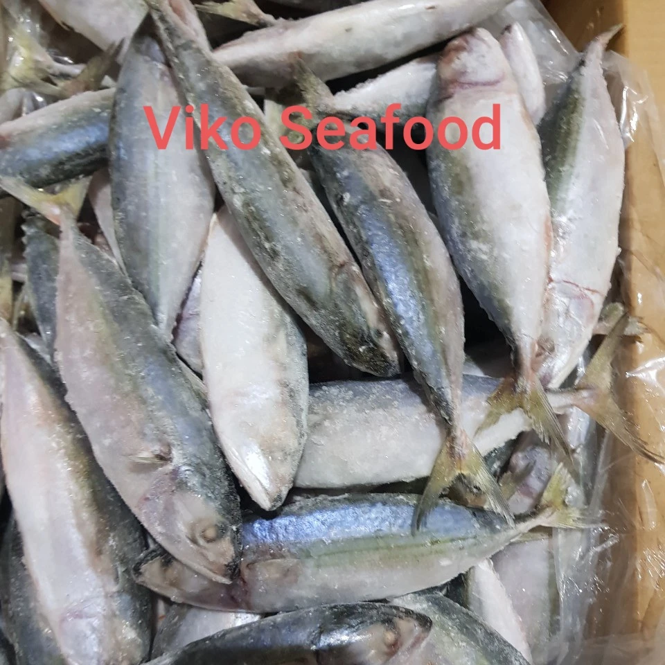 HIGH QUALITY - INDIAN MACKEREL