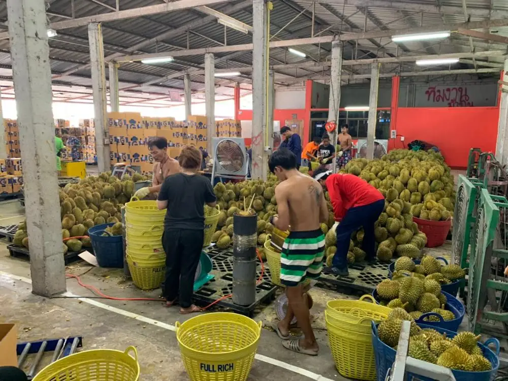 Experience the Taste of Thailand with Our Premium Quality Fresh Cut Durian - Imported Directly from the Finest Orchards, Ready t