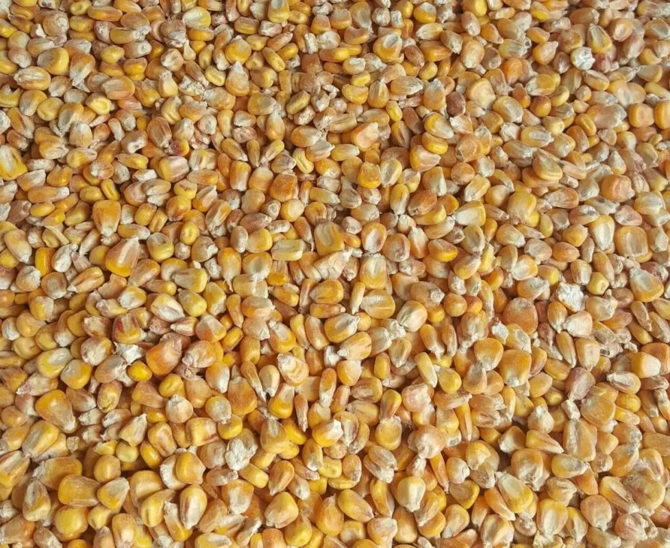 
High quality organic yellow corn seeds in bulk, product of Russia 