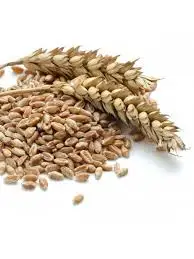 Quality Buck wheat, Buckwheat / Durum Wheat / Milling Wheat for Animal Feeds