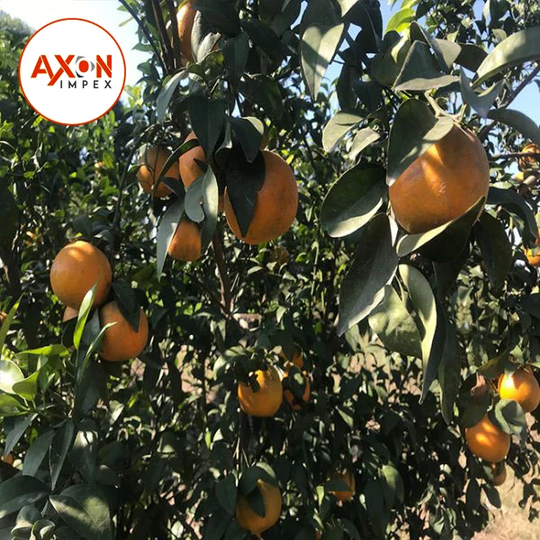 
Pakistani mandarin orange Fresh Oranges /Fresh Mandarin Oranges 