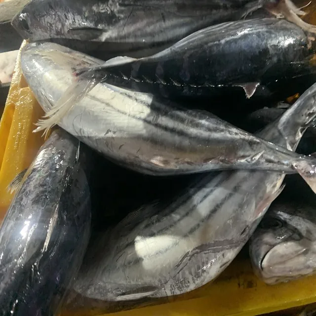 Best quality frozen whole round striped tuna from Viet Nam