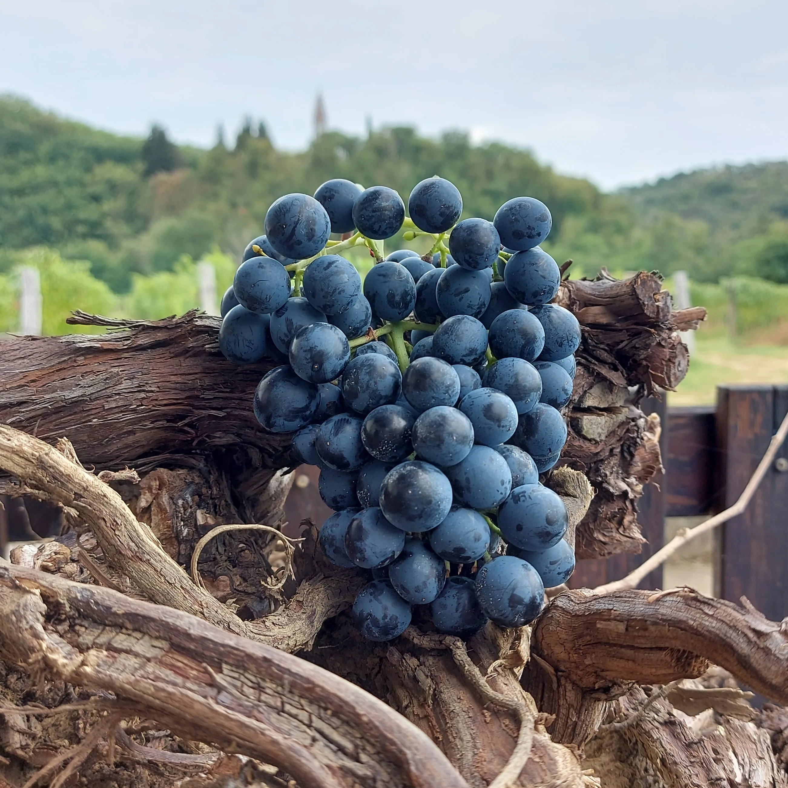 Vigna Petrussa Selection native grape EXPRESSIONS OF SCHIOPPETTINO 4 bottles Italian Red Wine for restaurant wine bar