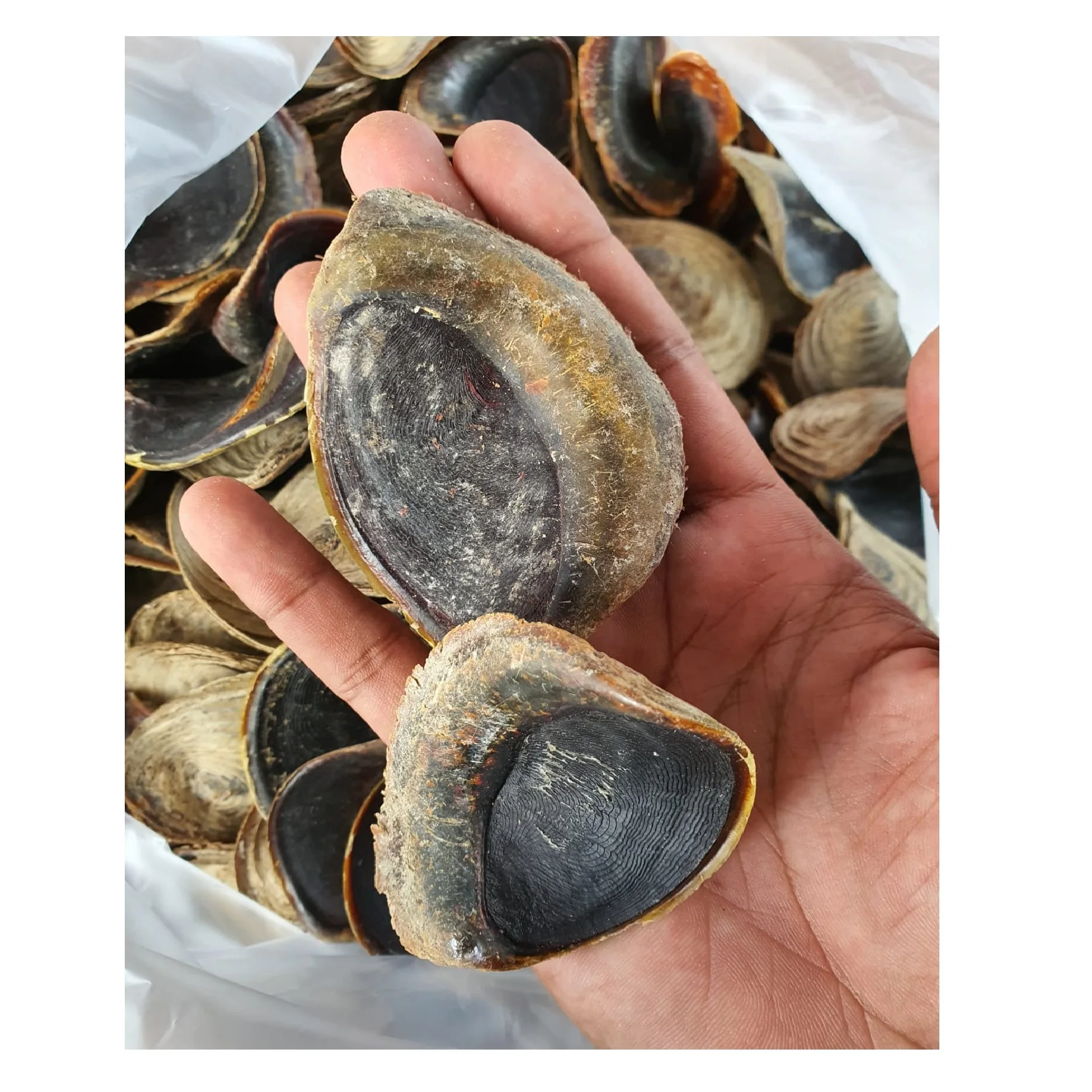 Ракушки Murex Operculum/ракушки гатропода улитки для продажи хорошая цена