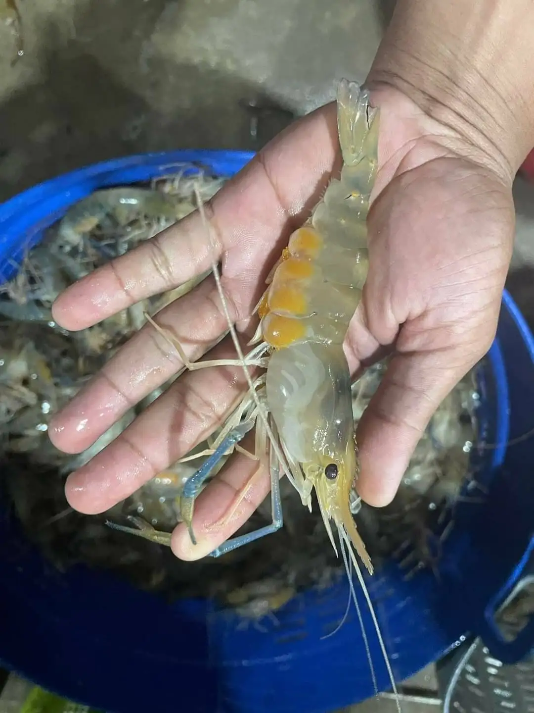 Frozen Shrimp All Seafood Best Quality from Thailand for100% Export Ready to ship OEM support