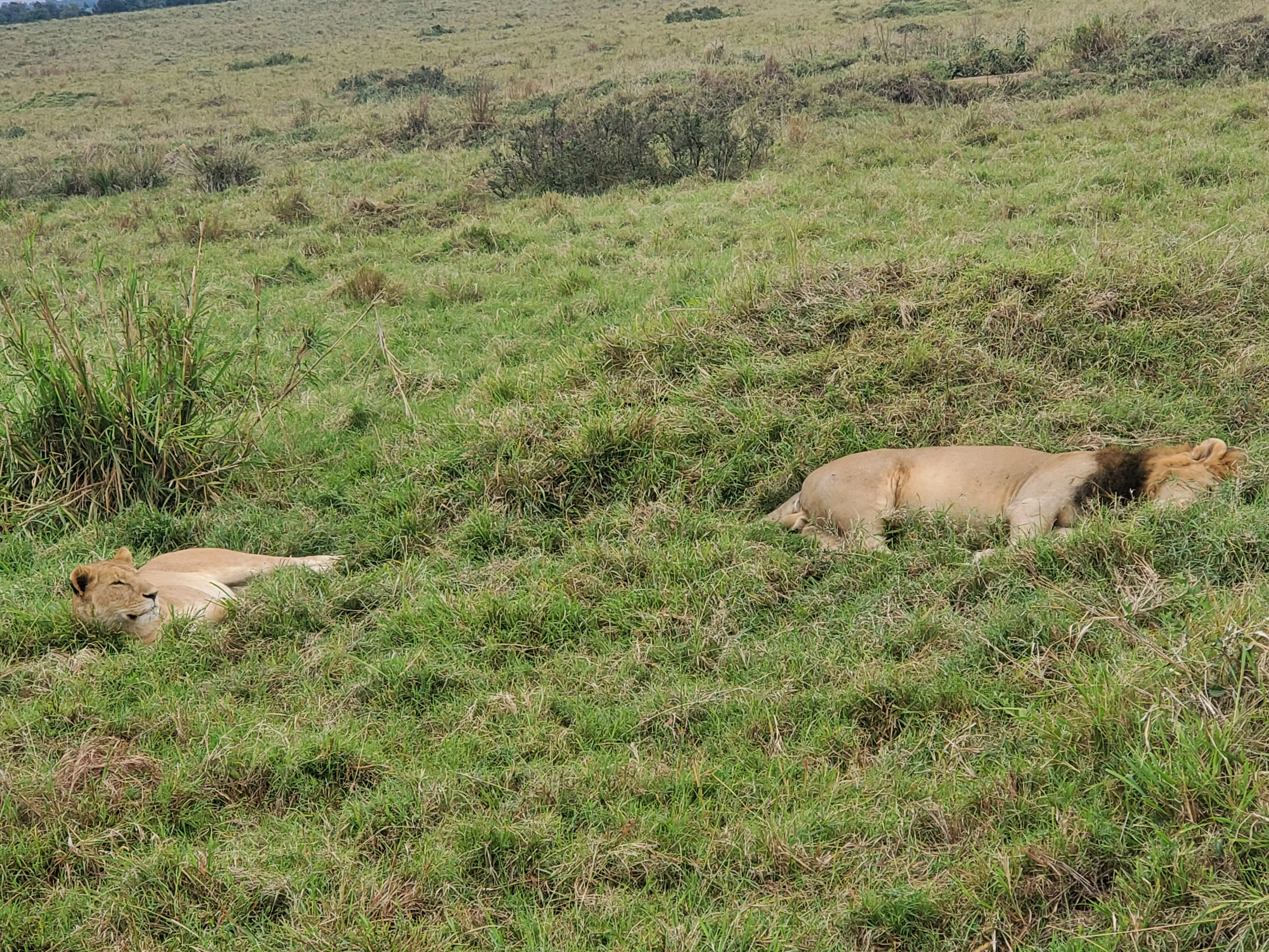 3 DAY MOMBASA TSAVO EAST AND SALTLICK SAFARI