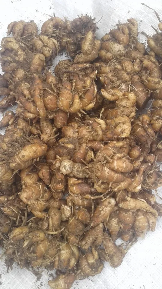 Kencur / Kaempferia galanga/ Sand Ginger/ Cutcherry/ Fesurrection Lily