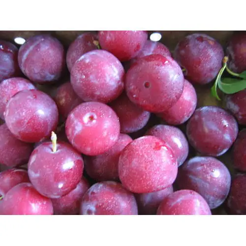 Хит продаж сладкие вкусные сливы с покрытием доступны в