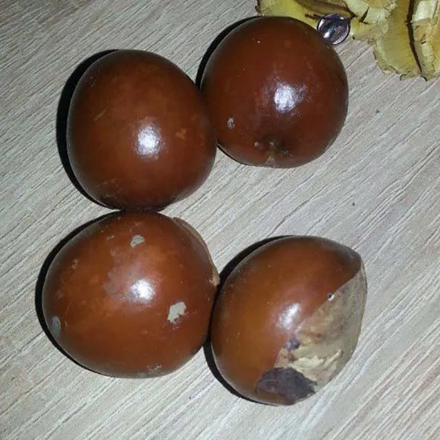 
Raw shea nuts 