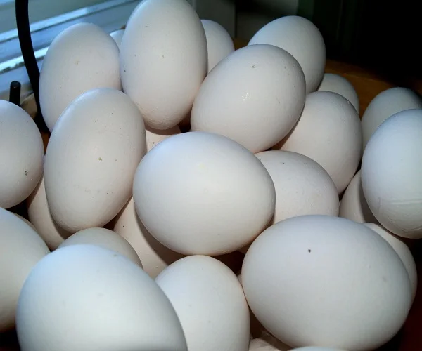 
BEST PRICE OSTRICH EGGS AND CHICKS 