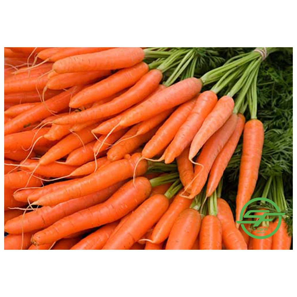 High quality fresh natural organic fresh-harvested carrots from Vietnam with competitive price for export