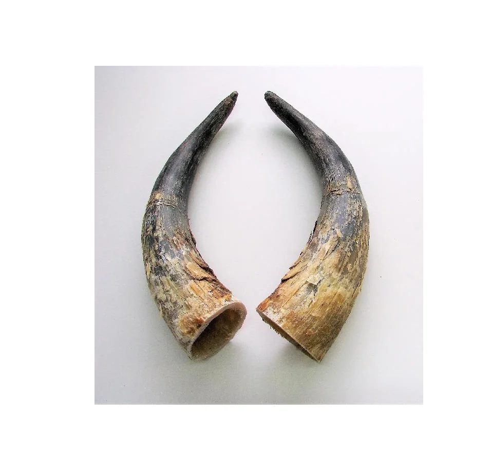 Buffalo Horn for Pair Factory India Handicraft Piece and Best Quality Polished Hot Product