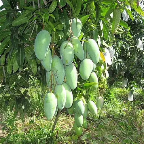 Wholesale 100% Natural Fruit IQF Frozen Mango IQF Frozen Fresh Mango Diced or Halves in Frozen Fruits