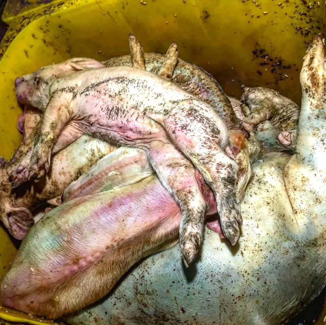  Замороженного мяса кролика