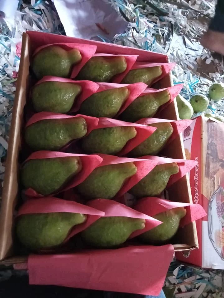 Fresh Guava Egypt