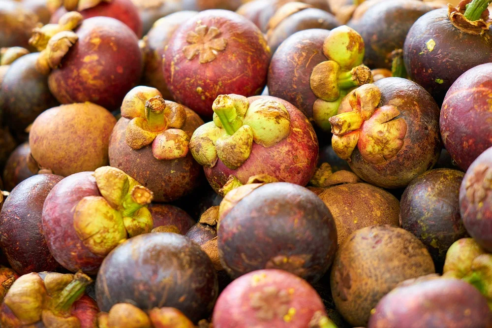 Tropical Fruits Very Sweet and Fresh Taste Mangosteen With Dark Purple or Red Color skin Organic Cultivation