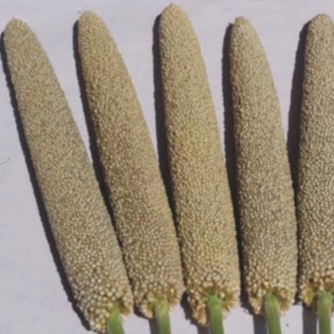 
BAJARA SEEDS EXPORTER 