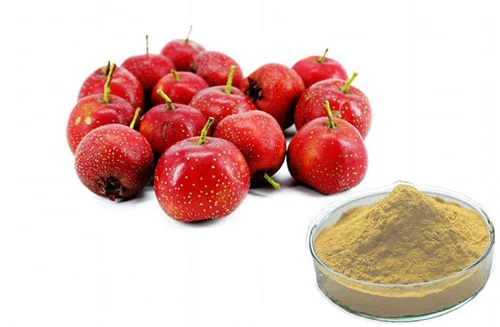 Hawthorn-berry-ext.jpg
