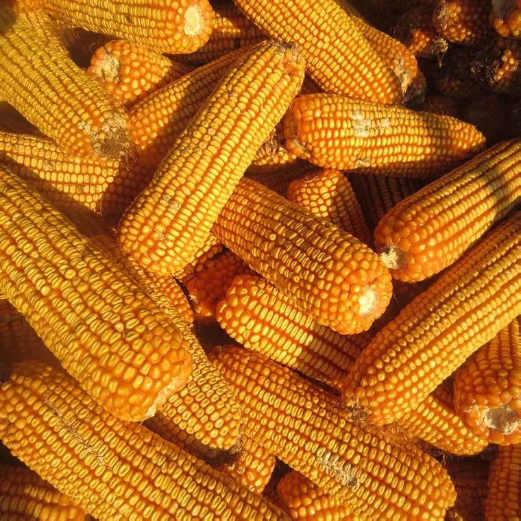 yellow corn ukraine yellow corn brazil High Quality Yellow Maize/Corn USA Japan