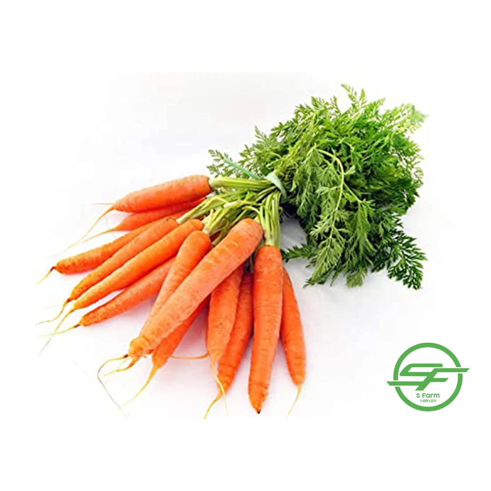 Свежая морковка из Вьетнама овощи свежая для оптового экспорта