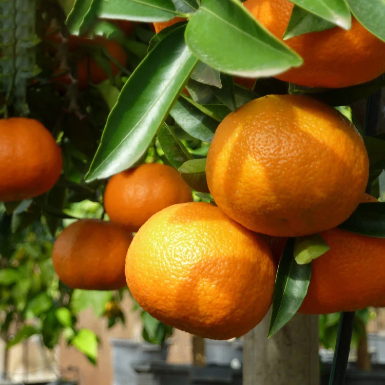 Best sales wholesale fresh mandarin orange manufacturers