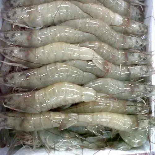 
Fresh Frozen Whole Vannamei Shrimp White / Black Tiger Shrimp / Prawn 