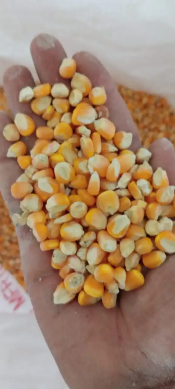 Fresh Quality Dried Yellow Maize for animal feed / Yellow maize for Poultry feed for sale 2021