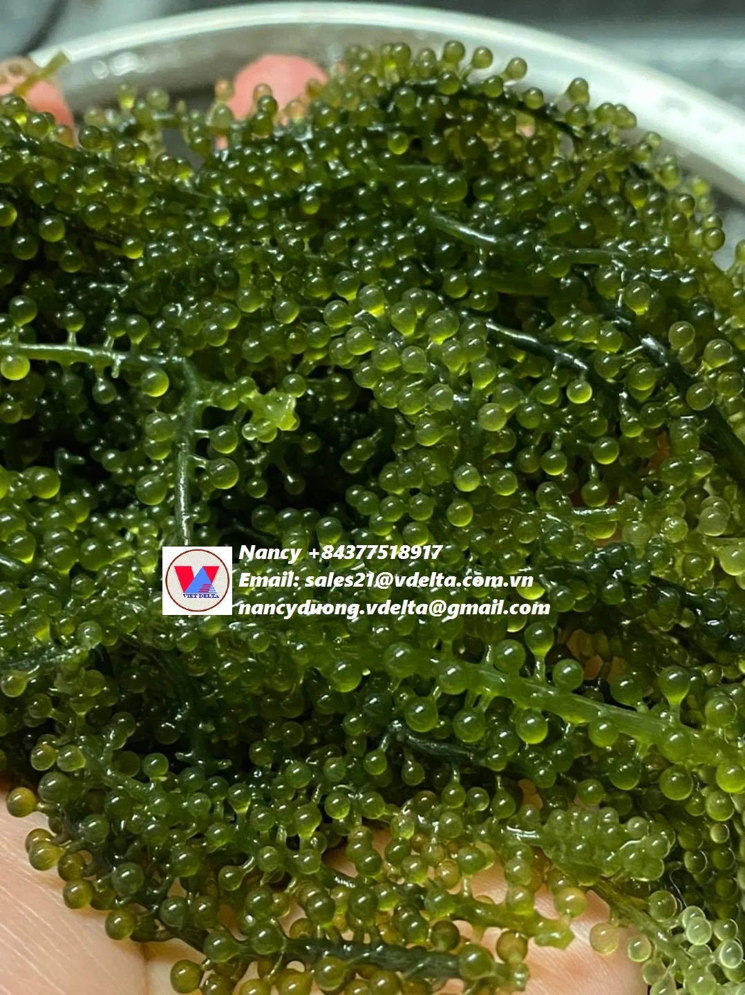 
BEST SELLER LATOK SEA GRAPES/CAULERPA LENTILLIFERA/BADAPODO Ms.Lucy +84 929 397 651 