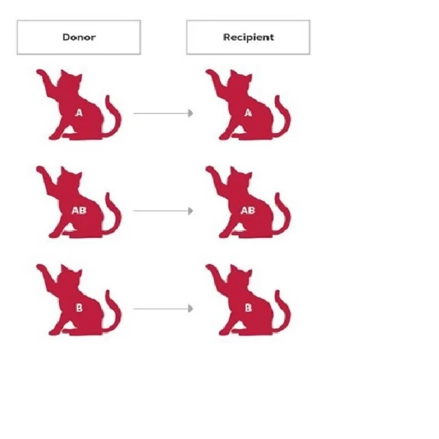 
Effective cat products blood typing test kit made in Korea 