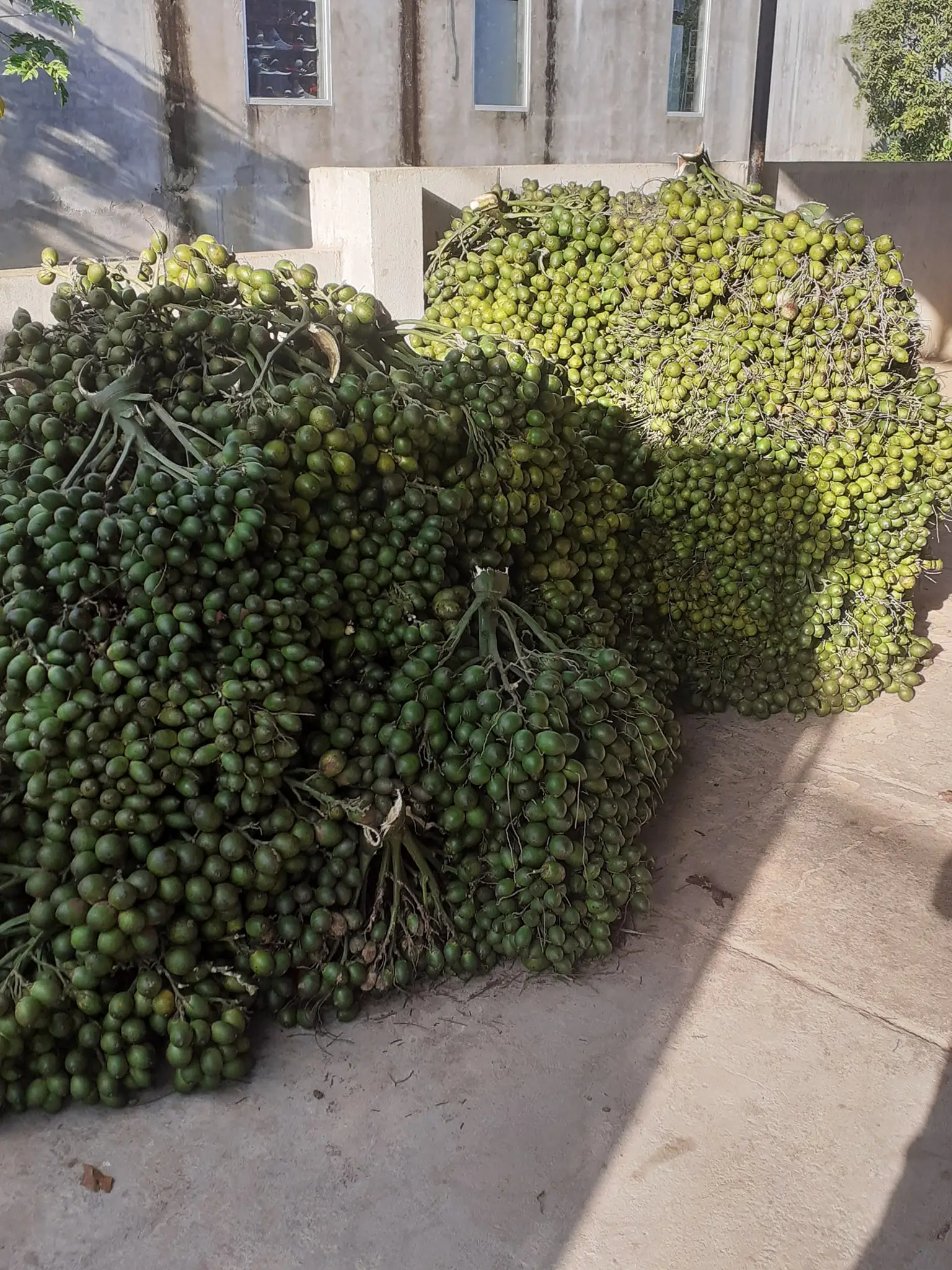 BETEL NUT FRESH ARECA