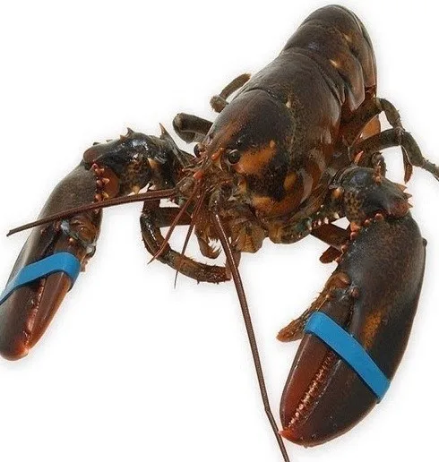 Blue Lobster Steel Box Stainless Style Packaging crawfish tail meat lobster live crayfish
