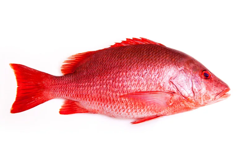 Processed Frozen Snapper Fish - Red Snapper - Seafood