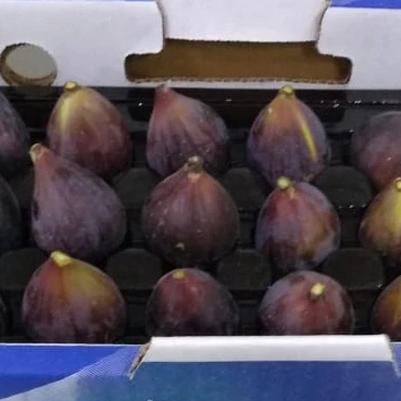 Figs 2020 оптовая продажа высококачественный свежий инструмент натуральное хранение для прямого потребления