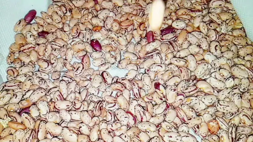 
High in antioxidants Cranberry Beans 2,55 Kg Canned Borlotti baked beans 
