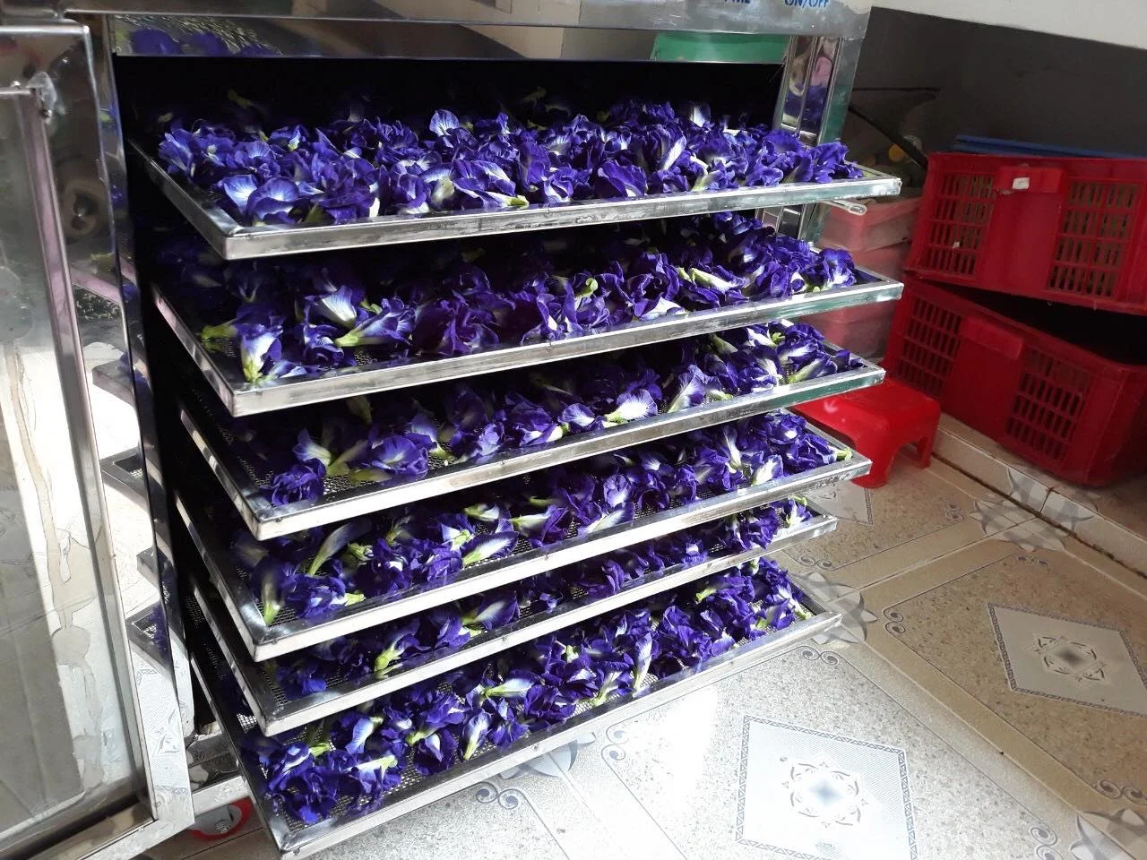 Vietnam Best Product Organic Healthy Slimming Dried Butterfly Pea Flower Tea 100g with the Best Price!!!