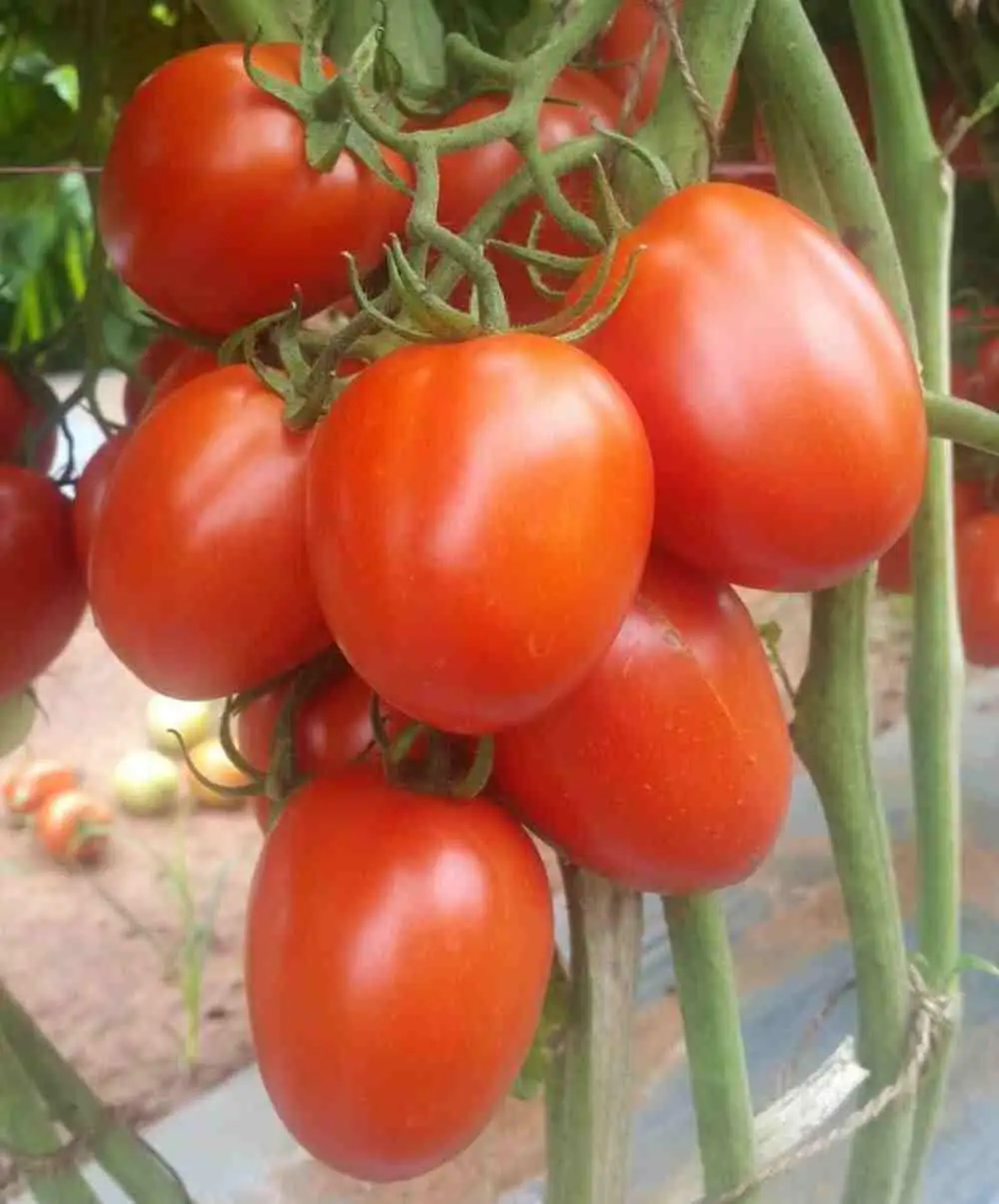 
CAMEROON PLANTATION HYBRID TOMATO SEEDS DISEASES RESISTANCE 