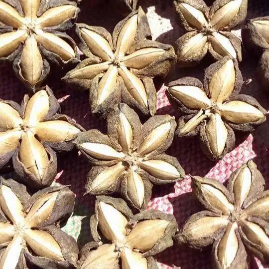  Низкая цена Сушеные Орехи SACHA INCHI/здоровые белые семена INCHI из Вьетнама-Ms Elaine + 84 375 431 541