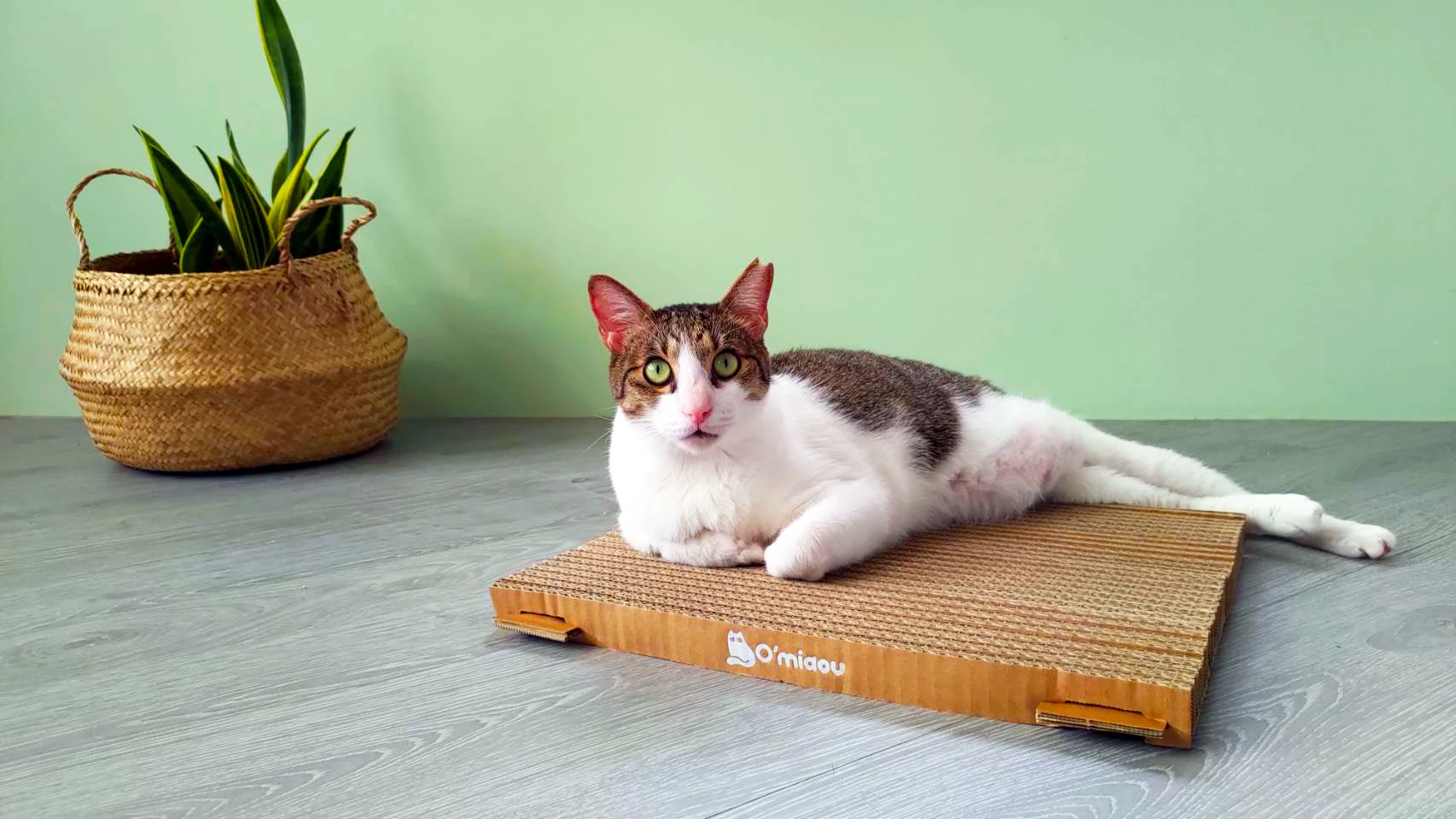 Pet Toy Cardboard Durable Cat Scratcher Board