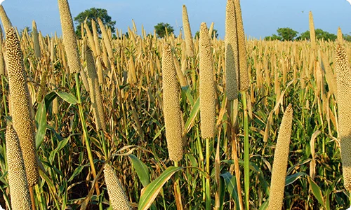 Hotsale A Grade High quality yellow millet grain natural food