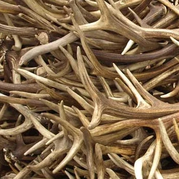 Quality Red Deer Antlers Red Deer Antlers Horns